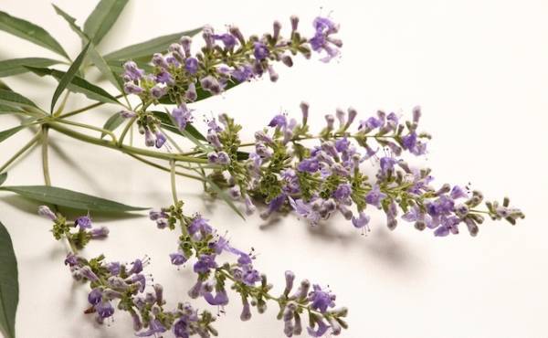 PMS対策！生理前のイライラや不調には「チェストベリー」が効いた★