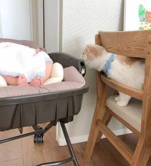 「…くっさ！」赤ちゃんのニオイを嗅いだ猫の反応が最高に面白かわいい♡