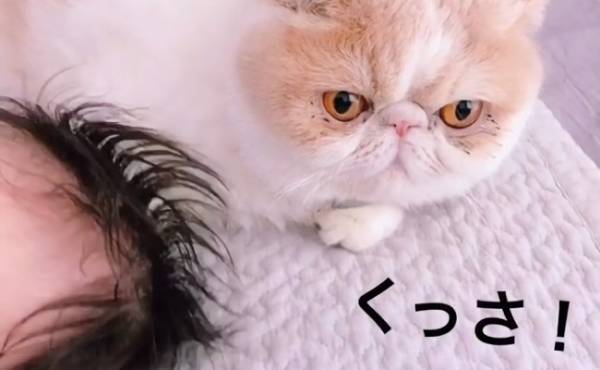 「…くっさ！」赤ちゃんのニオイを嗅いだ猫の反応が最高に面白かわいい♡