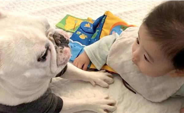 子守り犬！？フレンチブルドッグと赤ちゃんの毎日が微笑ましすぎる♡