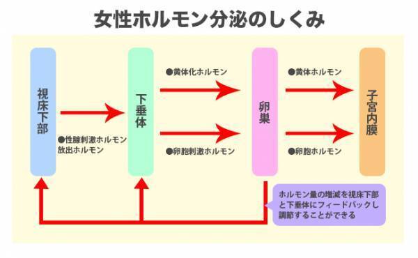 もしかして私、異常かも！？意外と知らない「普通の生理」の見極め方