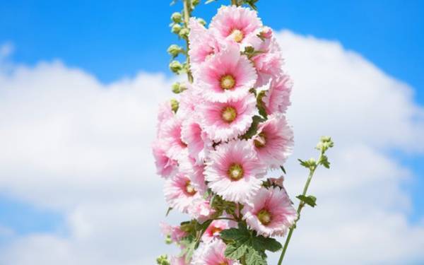 6月生まれ女の子に人気の名前はコレ！「葵」ネーム11選【名づけ】