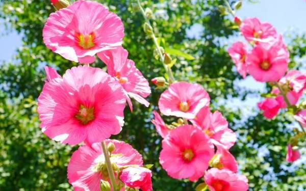 6月生まれ男の子の「葵」ネーム12選【赤ちゃん名づけ】