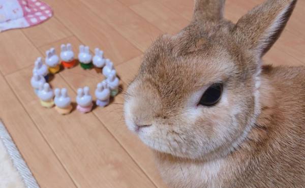 【100均】爆売れしたあのミッフィーが再販！可愛すぎと早くもSNSで話題