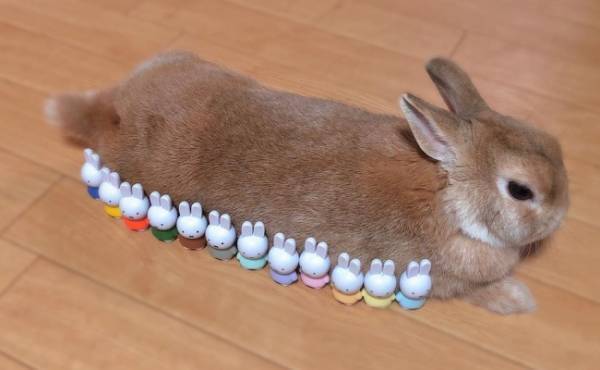 【100均】爆売れしたあのミッフィーが再販！可愛すぎと早くもSNSで話題