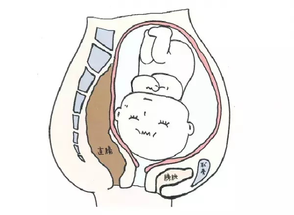 妊娠中のママの体の断面イメージ