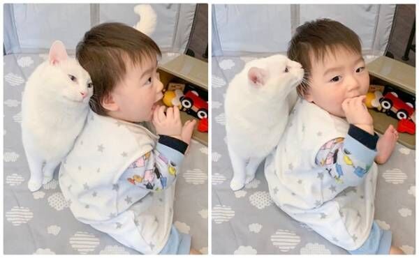 1歳の男の子とベビーシッターのように赤ちゃんに寄り添う“猫シッター”白猫ブラン（♂）