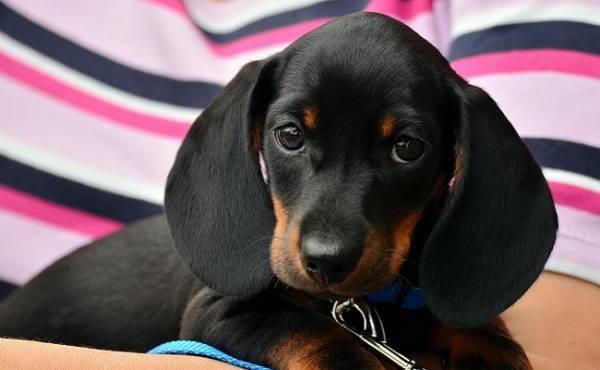 「ウソ…ワンコが使用済ナプキンを食べちゃった！」うっかり飼い主の悲劇