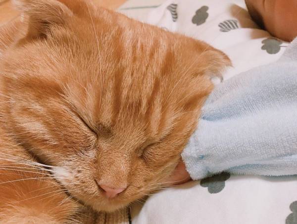 何それ、かわいいー♡ 生後7カ月の赤ちゃんと猫の菊丸が仲良しすぎる！