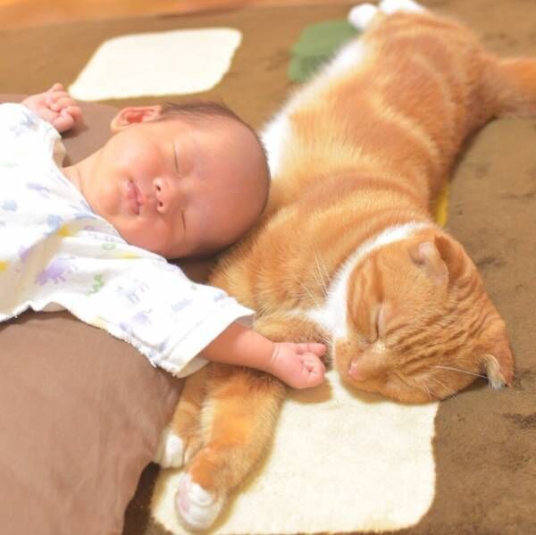 何それ かわいいー 生後7カ月の赤ちゃんと猫の菊丸が仲良しすぎる 年12月31日 ウーマンエキサイト 何それ かわいいー 生後7カ月の赤ちゃんと猫の菊丸が仲良しすぎる 年12月31日 ウーマンエキサイト