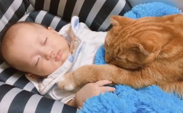 何それ、かわいいー♡ 生後7カ月の赤ちゃんと猫の菊丸が仲良しすぎる！