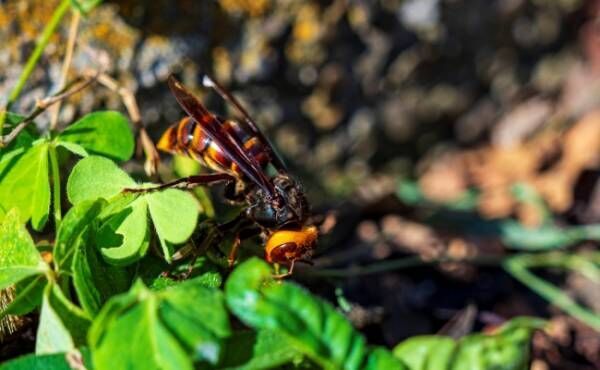 台風で巣を失ったスズメバチ