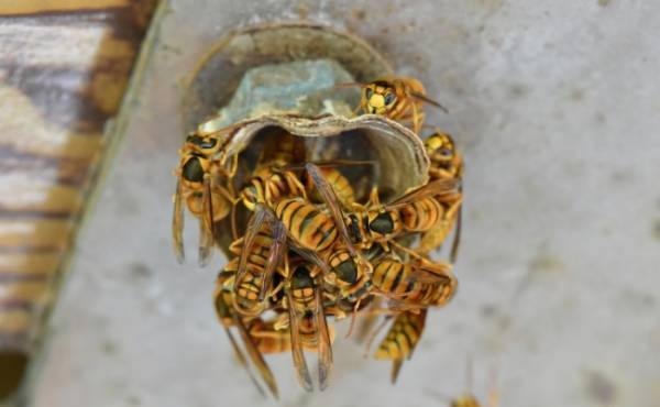 秋はスズメバチに要注意！万が一刺されたときの対処法を皮膚科医が解説