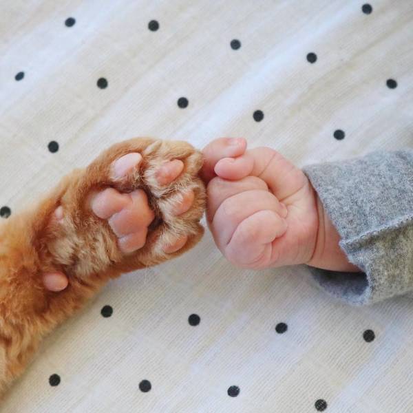 身長ほぼ同じやん♡ロンドンで暮らす赤ちゃんと猫たちが癒し効果絶大！