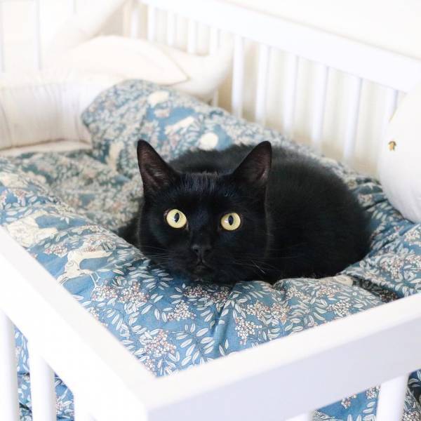 身長ほぼ同じやん♡ロンドンで暮らす赤ちゃんと猫たちが癒し効果絶大！