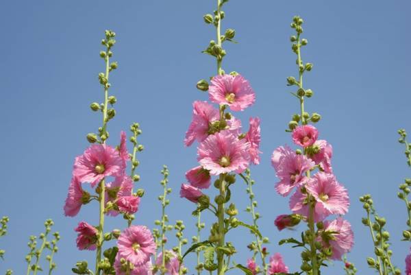 「雫」「葵」ちゃん急増！その気になる理由とは？6月生まれ人気の名前ランキング