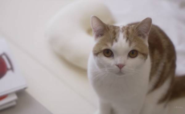 197万回再生！寝返りが止まらない赤ちゃん。赤ちゃん大好き♡な猫が、驚くべき行動に…！？