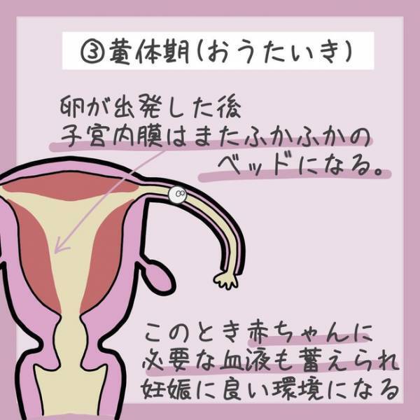 ＜生理のキホン＞「なんで血が出るの？」生理中、子宮のなかで起こっていることとは…！？