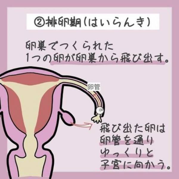 ＜生理のキホン＞「なんで血が出るの？」生理中、子宮のなかで起こっていることとは…！？