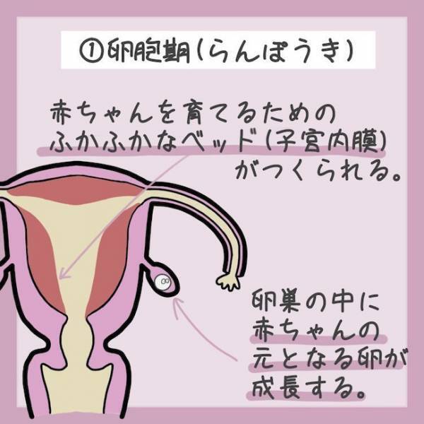 ＜生理のキホン＞「なんで血が出るの？」生理中、子宮のなかで起こっていることとは…！？