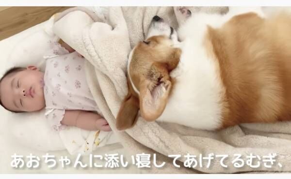 71万回再生 怒られても赤ちゃんのそばにいたい コーギー犬のいじらしさに たまらん の声が続出 22年6月24日 ウーマンエキサイト