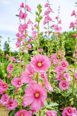 記録的な猛暑が影響か？「夏」ネーム急増！ジェンダーレスネームが人気！6月生まれ名前ランキング