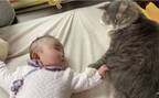 99万回再生！赤ちゃんに触られた猫の意外な行動に「癒される」「優しい」の声多数！