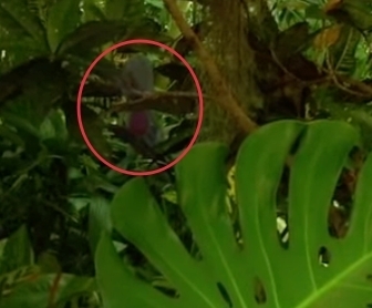 「ポケモンを探してみよう！」大人も苦戦！自然の中に隠れているポケモン探しが、超難しい！？