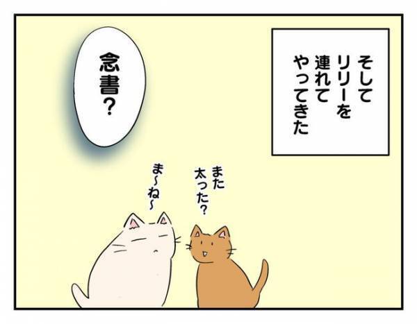 無責任飼い主に制裁を！ママ友が激怒した「猫を引き取る条件」とは？ ＜猫を押し付けるママ友＞