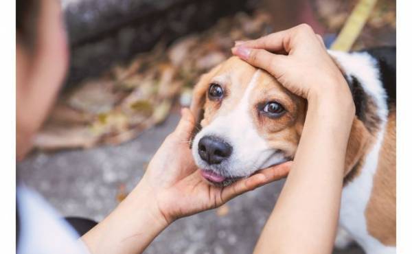 「愛犬が亡くなったショックで…」次々に体を襲う異変に戸惑い…【体験談】