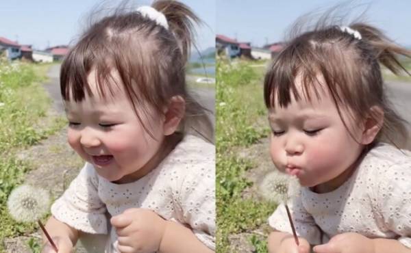 14万回再生！「ふうぅぅぅっ！！」お散歩中にタンポポの綿毛を発見♪⇒その後、まさかの展開に…！？