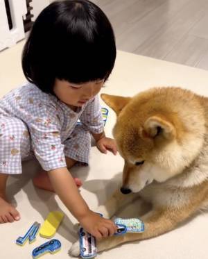 11万回再生！「ま、まだいくの…！？」されるがままのお利口な柴犬⇒女の子がワンコにひたすら…！？