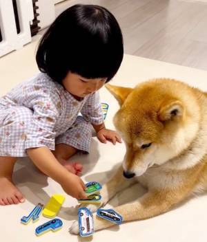 11万回再生！「ま、まだいくの…！？」されるがままのお利口な柴犬⇒女の子がワンコにひたすら…！？