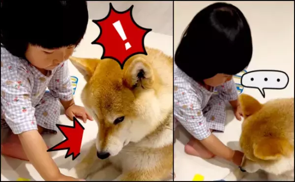 11万回再生！「ま、まだいくの…！？」されるがままのお利口な柴犬⇒女の子がワンコにひたすら…！？