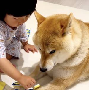 11万回再生！「ま、まだいくの…！？」されるがままのお利口な柴犬⇒女の子がワンコにひたすら…！？