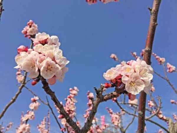 春のお花をイメージさせる名前がかわいい♡女の子に人気の「ネイチャーネーム」ランキングTOP10！