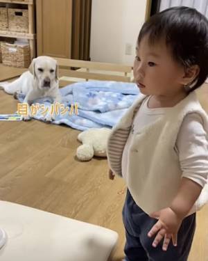 27万回再生！ダンスをする女の子を見たワンコ→まさかの反応に「可愛い」「たまらん」の声