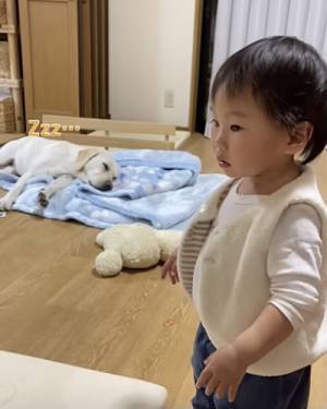 27万回再生！ダンスをする女の子を見たワンコ→まさかの反応に「可愛い」「たまらん」の声