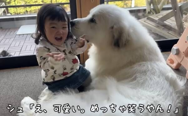 20万回再生！女の子と仲良く遊ぶ大型犬→2人を見ていた2匹のわんこの反応が「たまらん♡」と話題