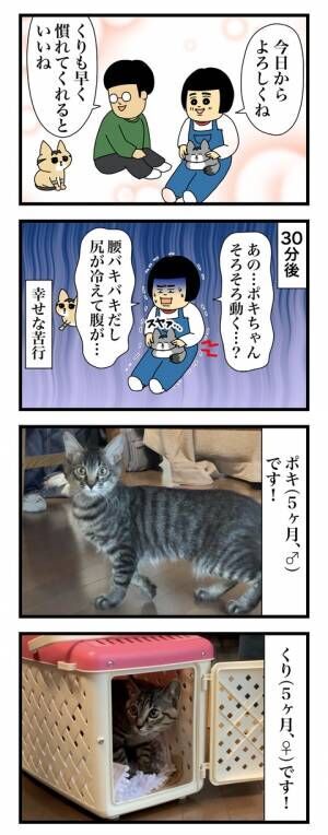 保護猫2