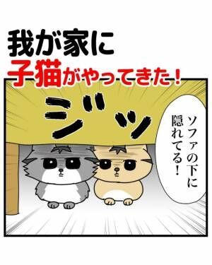 保護猫2