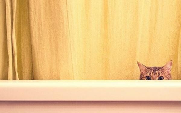 (Photo by 18 Cute Pictures of Peeking Cats)