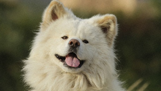 国民的人気のブサかわ犬のハートを射止めるのは？　わさおくんガールフレンド大募集！