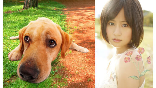 大の犬好き、前田敦子が『LOVE　まさお君が行く！』主題歌を担当！