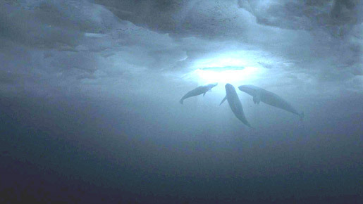 クジラが世界を動かした!?　『だれもがクジラを愛してる。』予告編映像を公開