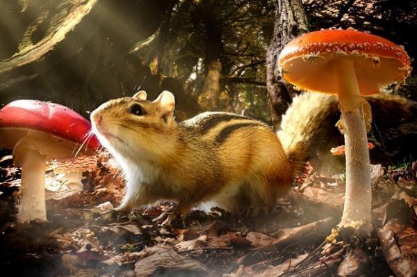 【予告編】斎藤工の美声が誘う！小さなおとぎ話『小さな世界はワンダーランド』