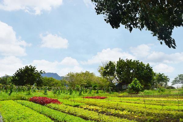【ディズニー】新アウラニ発オプショナル・ツアー！ オーガニック・ファーム＆ショッピング体験
