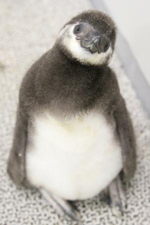 ペンギンの赤ちゃんの名前が「たいこ」に！「すみだ水族館」15,000通の応募から
