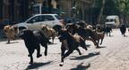 【予告編】犬版『猿の惑星』!?  少女と250匹の犬が街を駆ける『ホワイト・ゴッド』