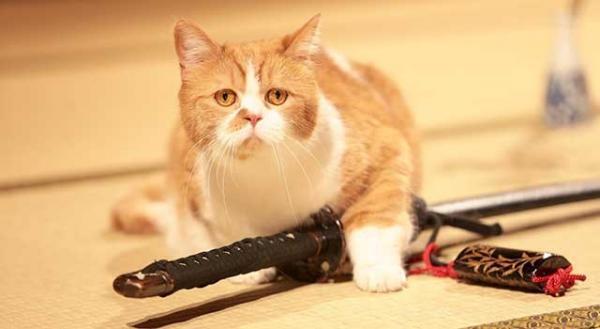 白猫・玉之丞にYモバイル“春馬”も登場！『猫侍』スピンオフDVDが緊急発売